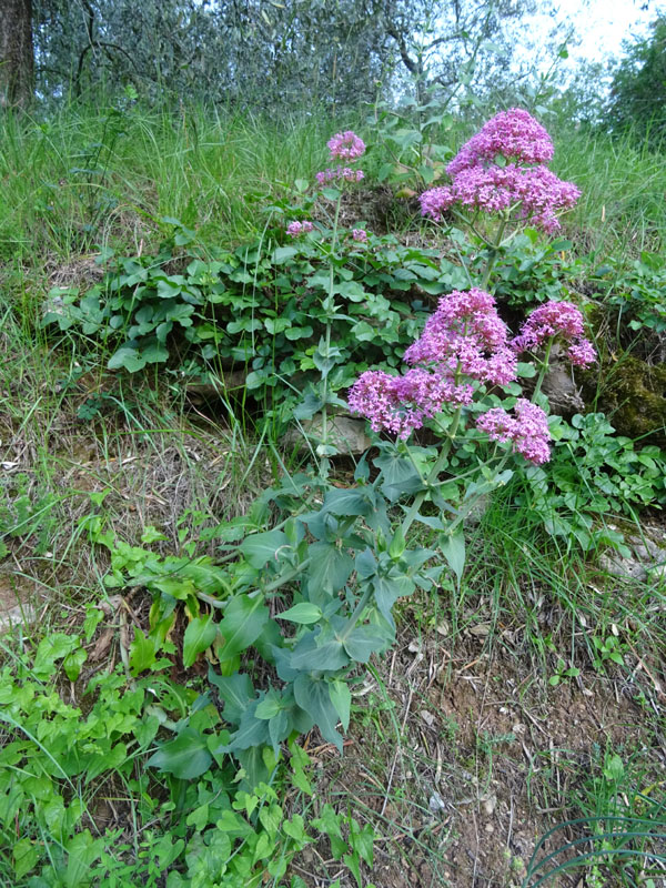 Centranthus ruber - Caprifoliaceae